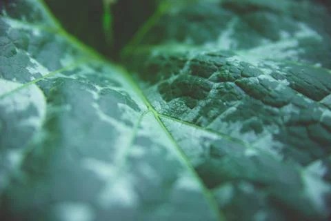 Green leaf close-up. The texture of the sheet surface. Foto stock