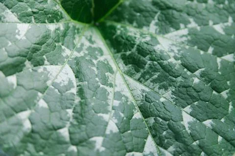 Green leaf close-up. The texture of the sheet surface. Stock Photos