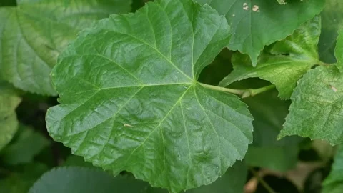 Green leaf. Close-up. Traffic. Leaf on a branch. Stock Footage 157492972