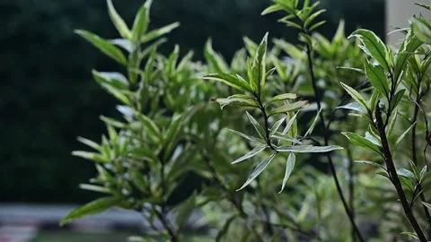 Green leaf close up view with dark background Stock Footage 136888306