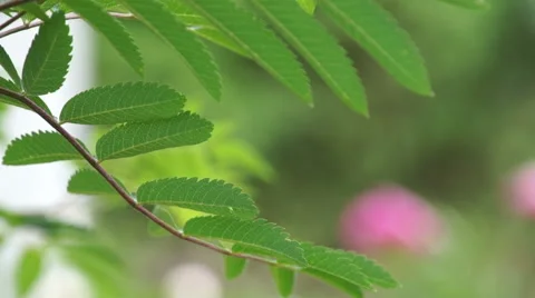 Green leaf close-up view Stock Footage 67585283