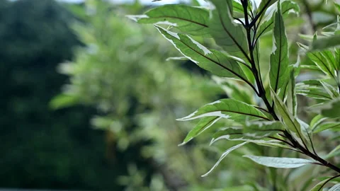Green leaf close up view Stock Footage 136888442