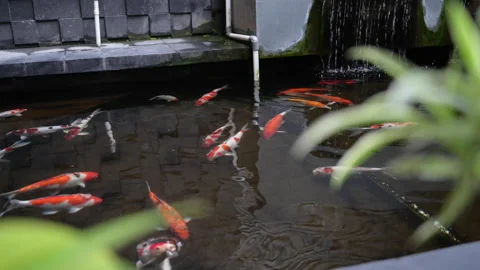 Green leaf close up view with Koi fish background rack focus shot Stock Footage 150073813