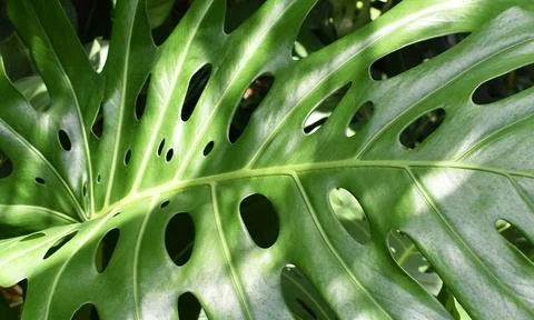 Green Leaf close up view Stock Photos