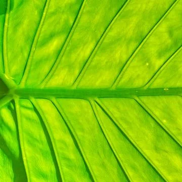 Green Leaf. Close Up View. Square Photo. Bright color Stock Photos