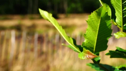 Green leaf close up in wind summer time Stock Footage 171231779