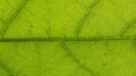 Green Leaf Closeup Stock Footage 46061223