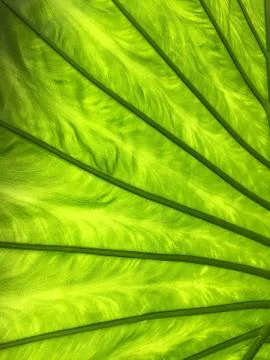 Green leaf closeup full frame abstract Stock Photos
