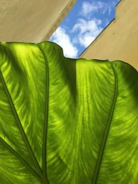 Green leaf closeup full frame abstract Stock Photos