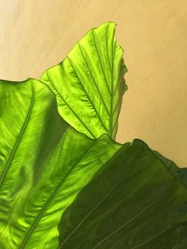 Green leaf closeup full frame abstract Stock Photos