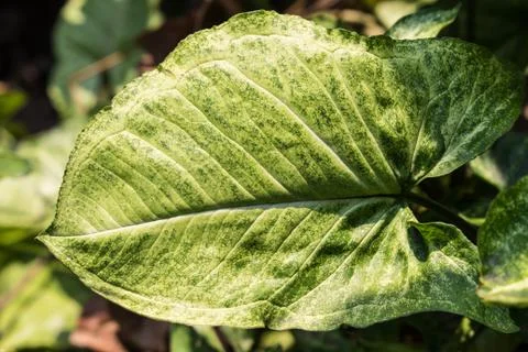 Green leaf  closeup light pass Stock Photos