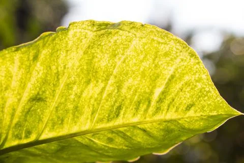 Green leaf  closeup light pass Stock Photos
