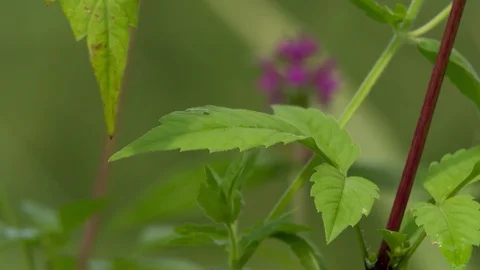 Green Leaf Closeup Macro on grass Meadow blurred background Stock Footage 93934825
