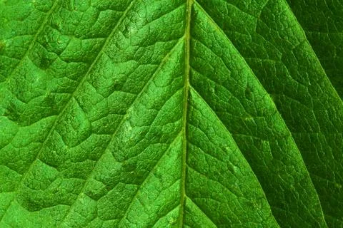 Green leaf closeup Stock Photos