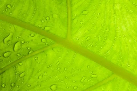 Green leaf closeup Stock Photos