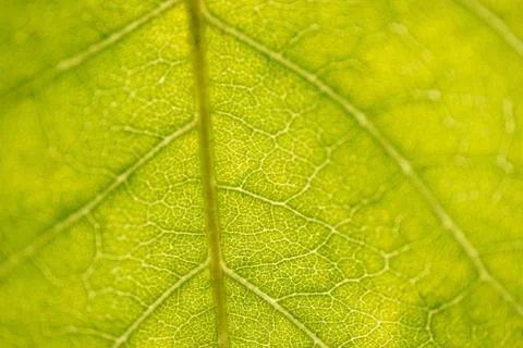 Green leaf closeup Stock Photos
