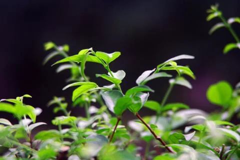 Green leaf closeup Stock Photos