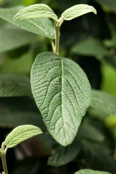 Green Leaf Closeup Stock Photos
