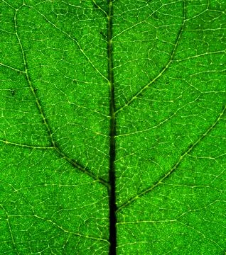 Green Leaf closeup Stock Photos