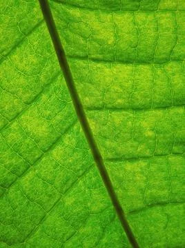 Green leaf closeup 스톡 사진