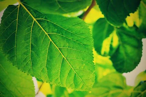 Green leaf closeup Stock Photos