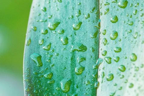 Green leaf closeup Stock Photos