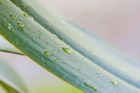 Green leaf closeup Stock Photos