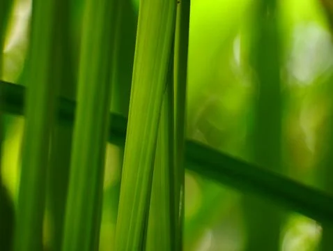 Green leaf closeup. 库存照片