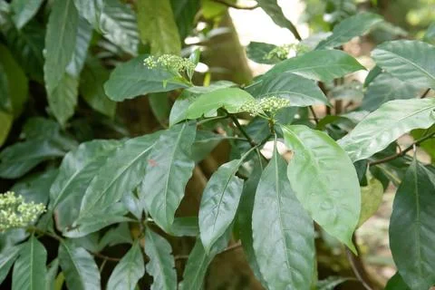 Green Leaf Cluster with Small Buds as Botanical Background Stock Photos