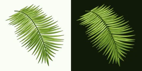 Green leaf of coconut palm. Stock Illustration