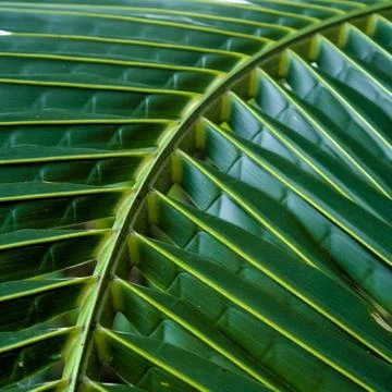 Green leaf coconut Stock Photos