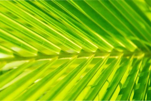 Green leaf  coconut Stock Photos