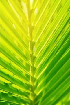 Green leaf  coconut Stock Photos