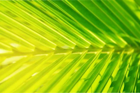 Green leaf  coconut Stock Photos