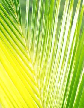 Green leaf  coconut Stock Photos