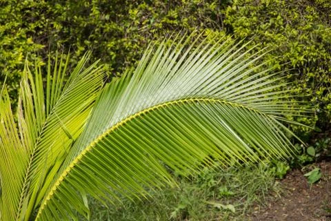 Green leaf of Coconut tree Stock Photos