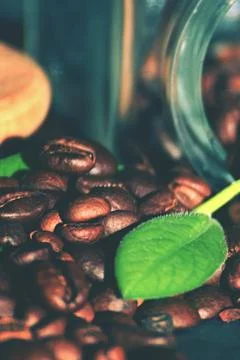 Green leaf with coffe Stock Photos