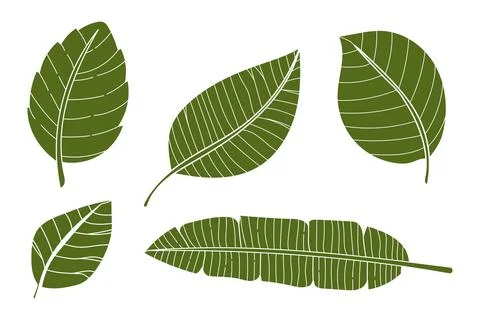 Green Leaf Collection Vector Illustration .Tropical Foliage Set Illustrazione stock