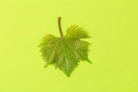 Green leaf on color background  - Image Stock Photos