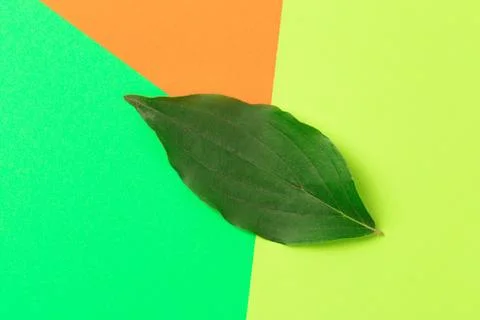 Green leaf on color background  - Image Stock Photos