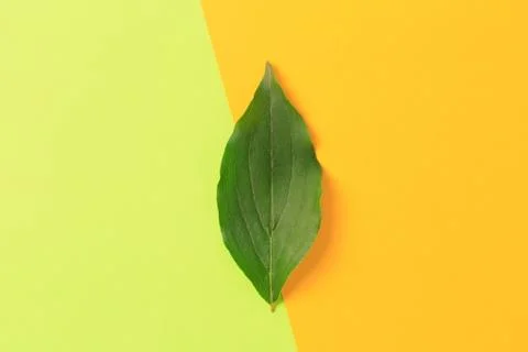 Green leaf on color background  - Image Stock Photos