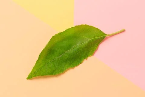 Green leaf on color background  - Image Stock Photos