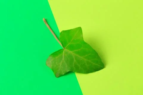 Green leaf on color background  - Image Stock Photos