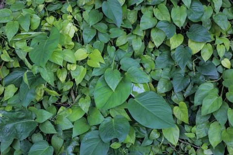 Green leaf concept of natural pattern background texture. Stock Photos