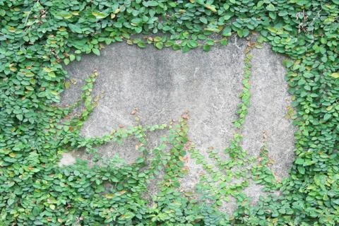 Green leaf on the concrete wall Stock Photos