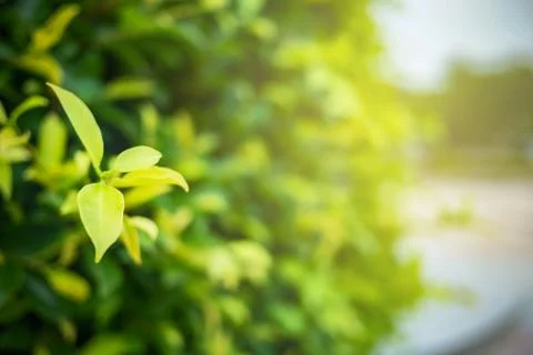 Green leaf with copy space use for design concept. Stock Photos