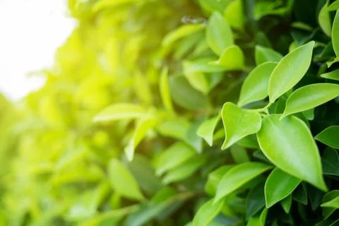 Green leaf with copy space use for design concept. Stock Photos