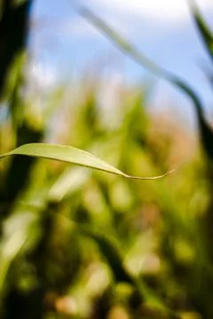 Green leaf of corn. Stock Photos