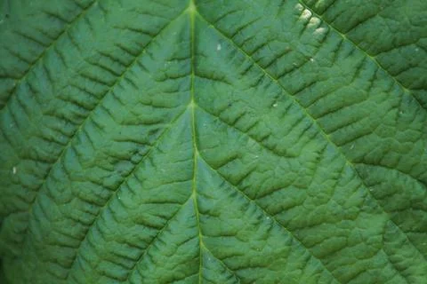 Green leaf corrugated texture for abstract background close up. Stockfoto's