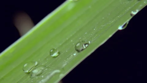 Green leaf covered with clean and transparent drops of dew Stock Footage 234425563